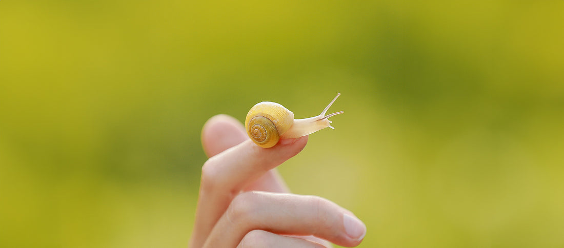 Should You Try Snail Cream?